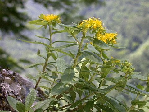040704070.jpg