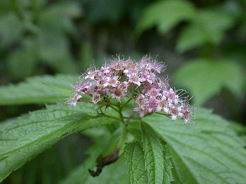 040704090.jpg