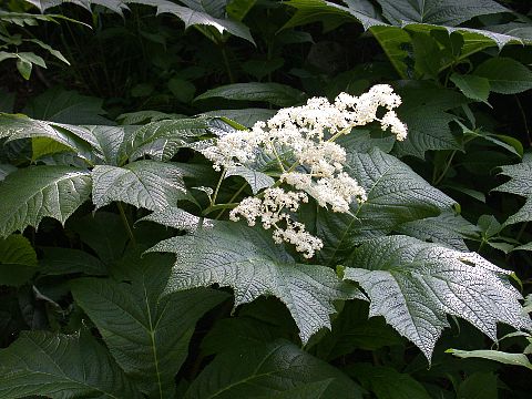 040704260.jpg