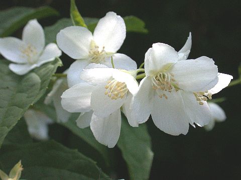 040704270.jpg