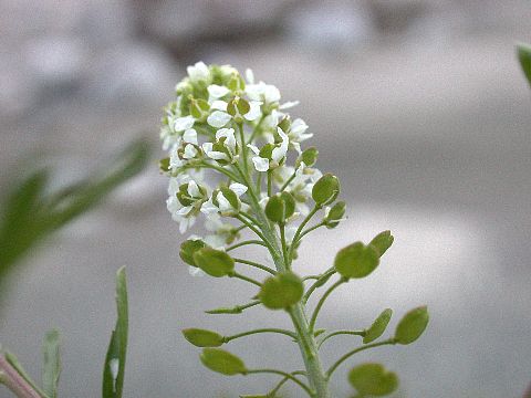 050515150.jpg