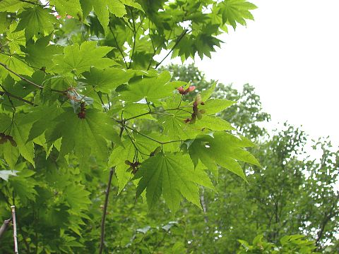 050619130.jpg