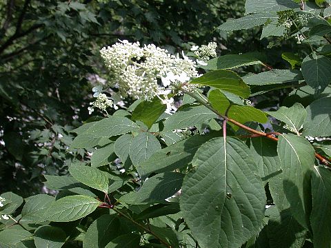 050717190.jpg