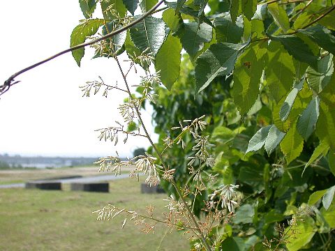 050721050.jpg