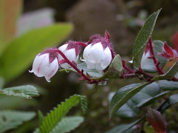 080601050.jpg