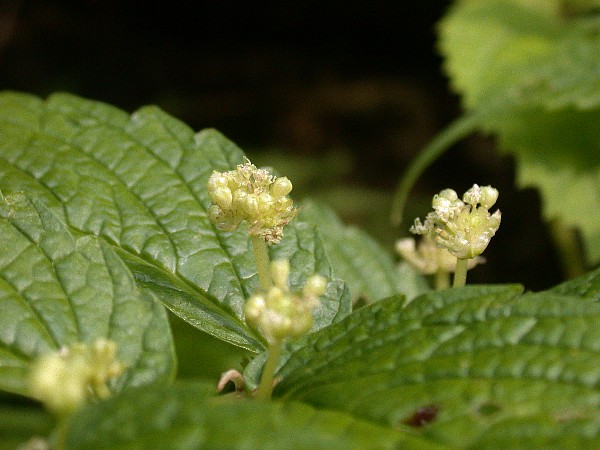 080608010.jpg