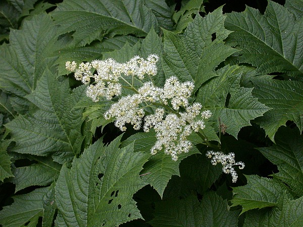 080615020.jpg