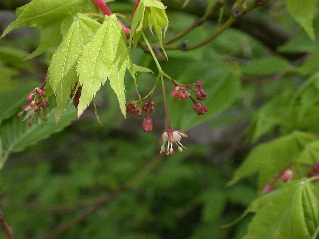 0509006.jpg