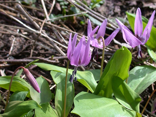 0504060.jpg