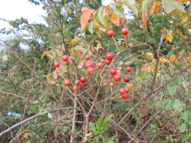 1103030.jpg