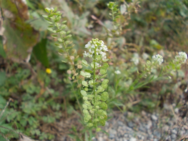 1103050.jpg