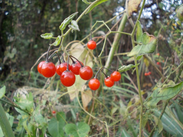1103080.jpg