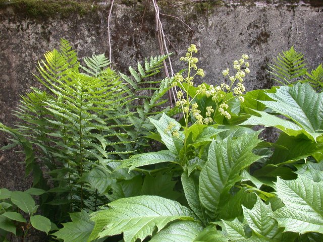 0607020.jpg