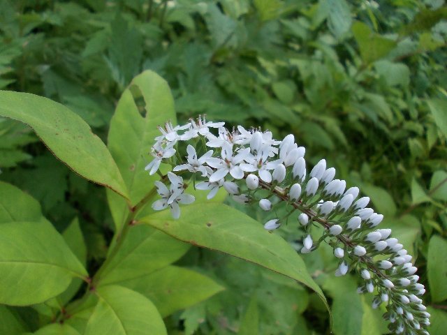 07160020.jpg