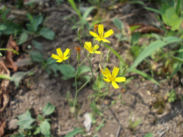 07290020.jpg