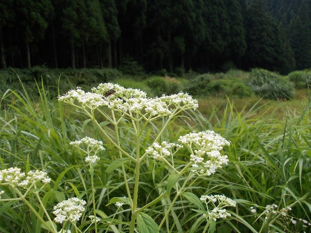 08260090.jpg