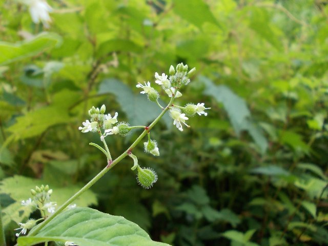 08260140.jpg