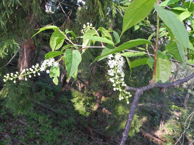 130425c.jpg