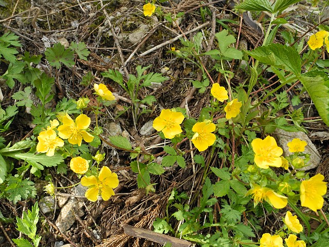 0503070.jpg