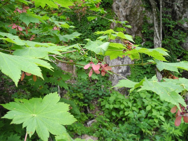 0526110.jpg