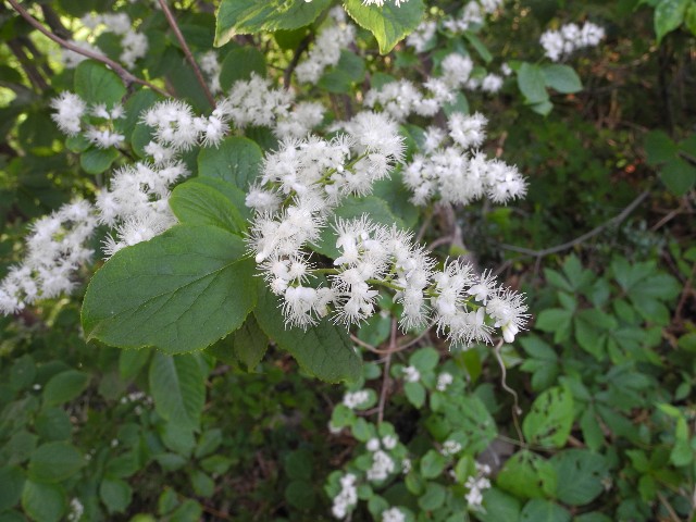 0526210.jpg
