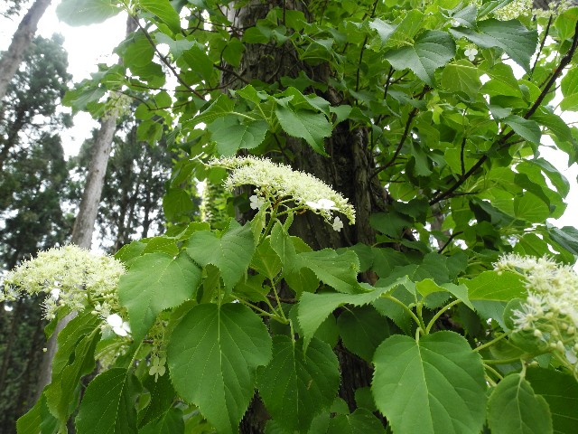 130606040.jpg