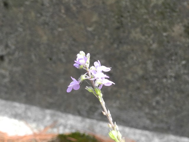 130609050.jpg