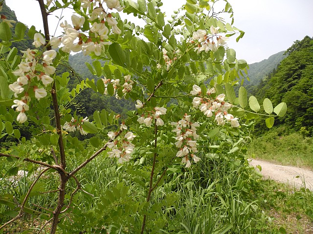 130609140.jpg