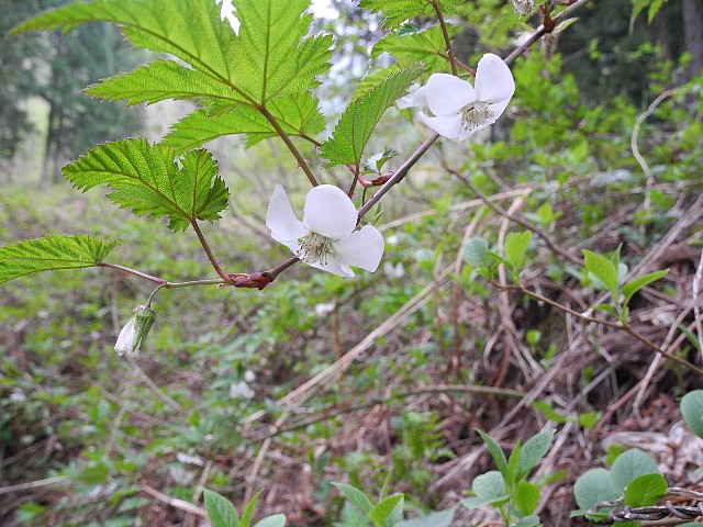 140503070.jpg