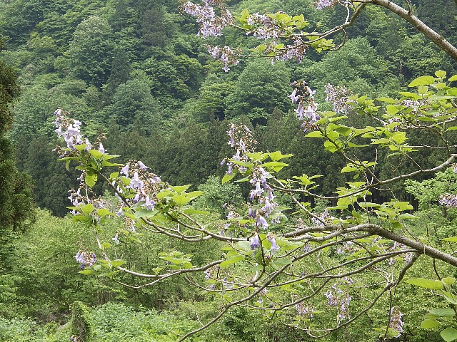 140525200.jpg