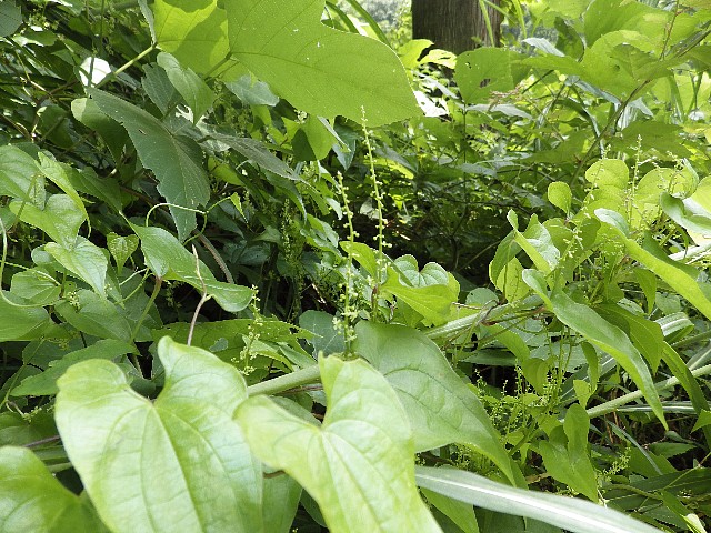 140720050.jpg