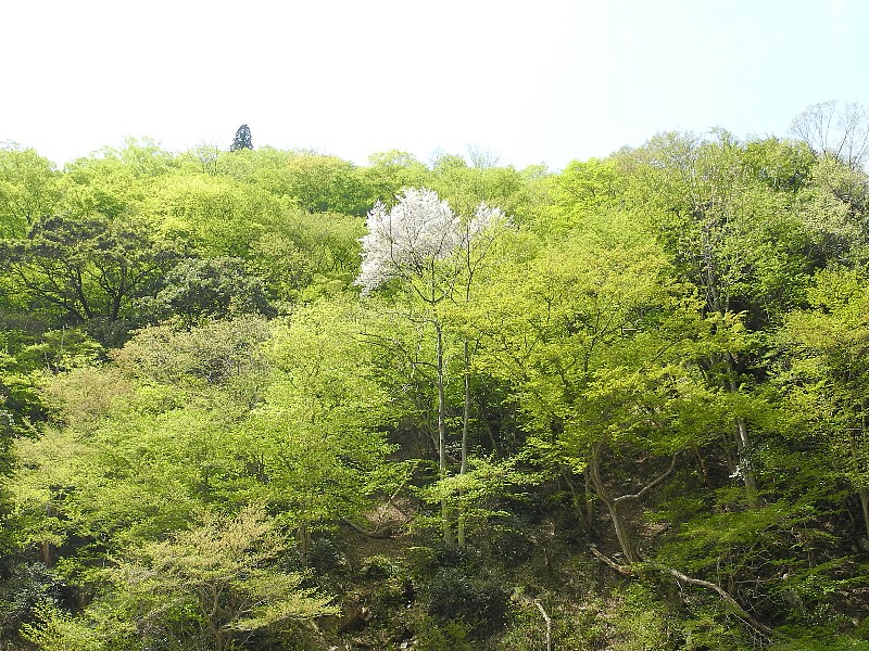 180422040.jpg