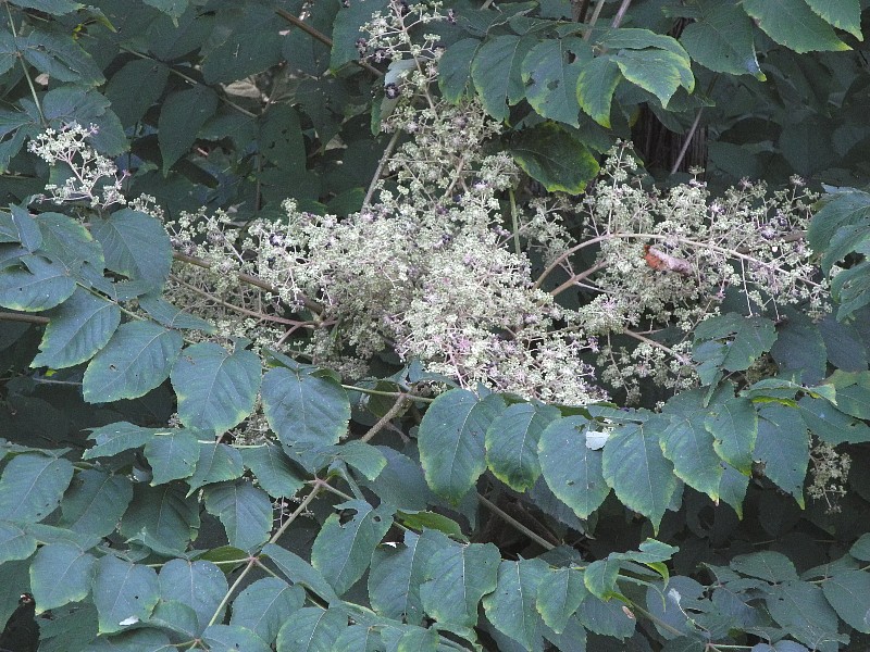190908090.jpg