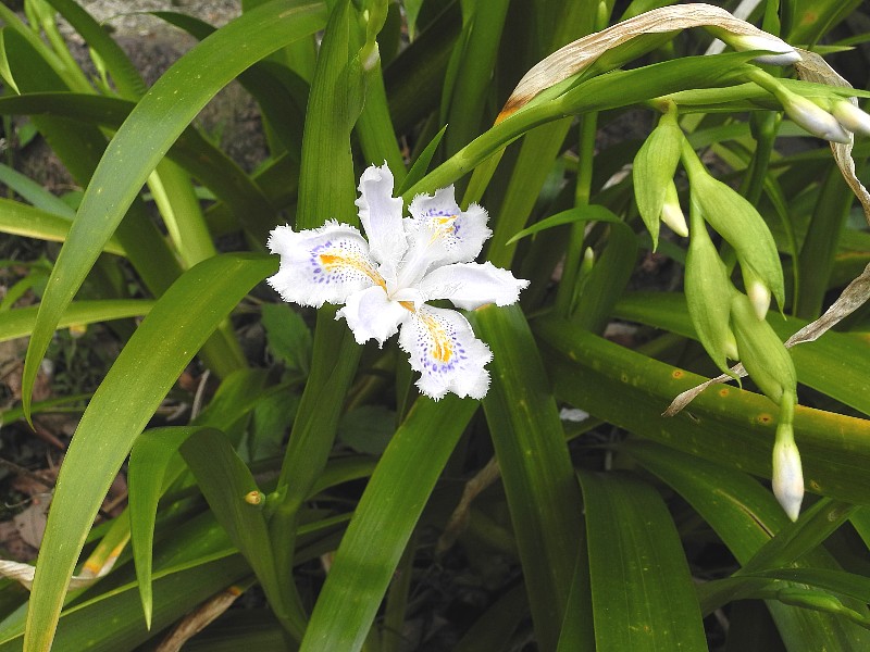 200408130.jpg