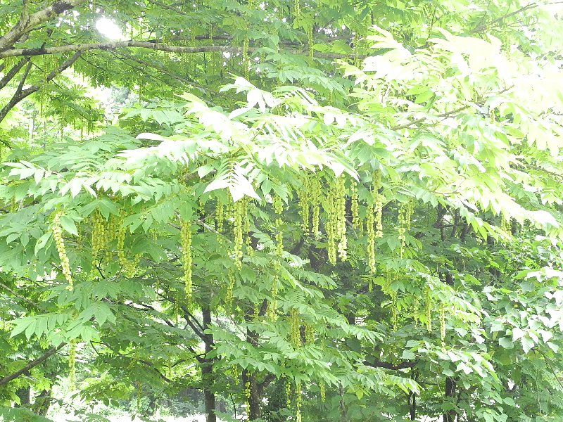200705010.jpg
