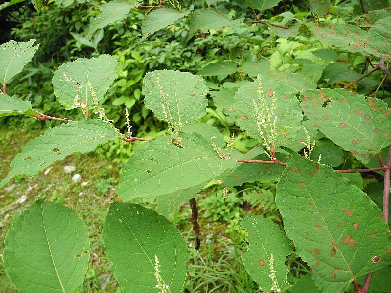 200705120.jpg