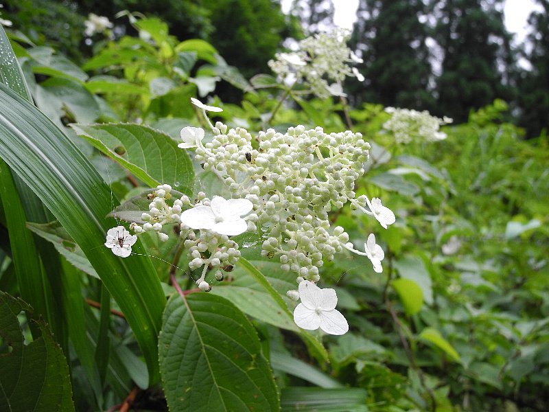 200705130.jpg