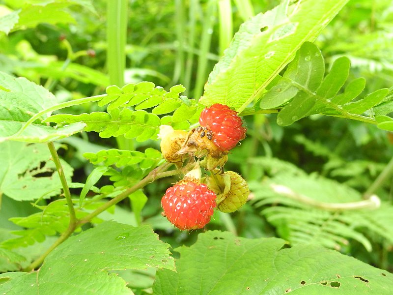 200705170.jpg