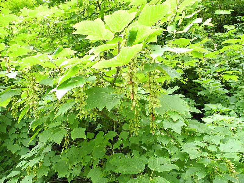 200705230.jpg
