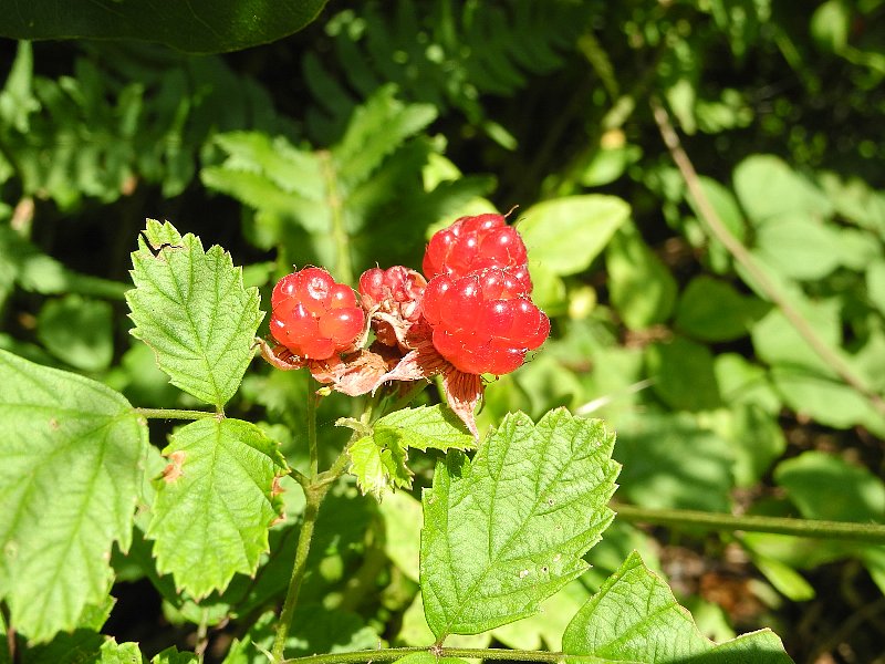 200719070.jpg
