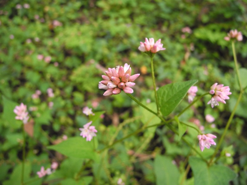 201015020.jpg
