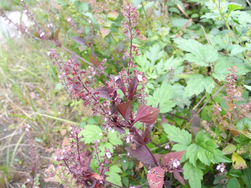 201015130.jpg